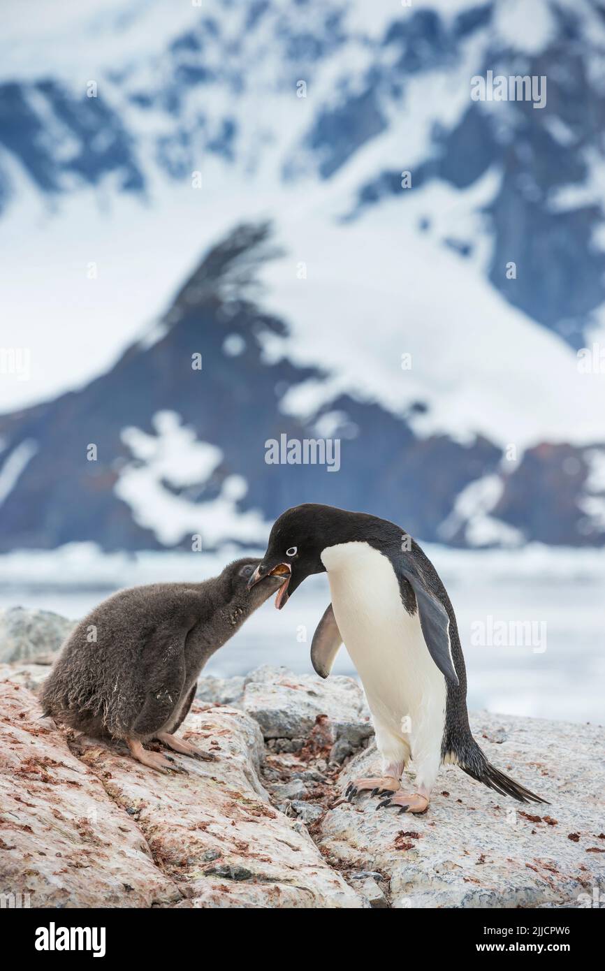 Adelie pinguino Pygoscelis adeliae, adulto che alimenta il pulcino giovane, isola di Yalour, Antartide in gennaio. Foto Stock
