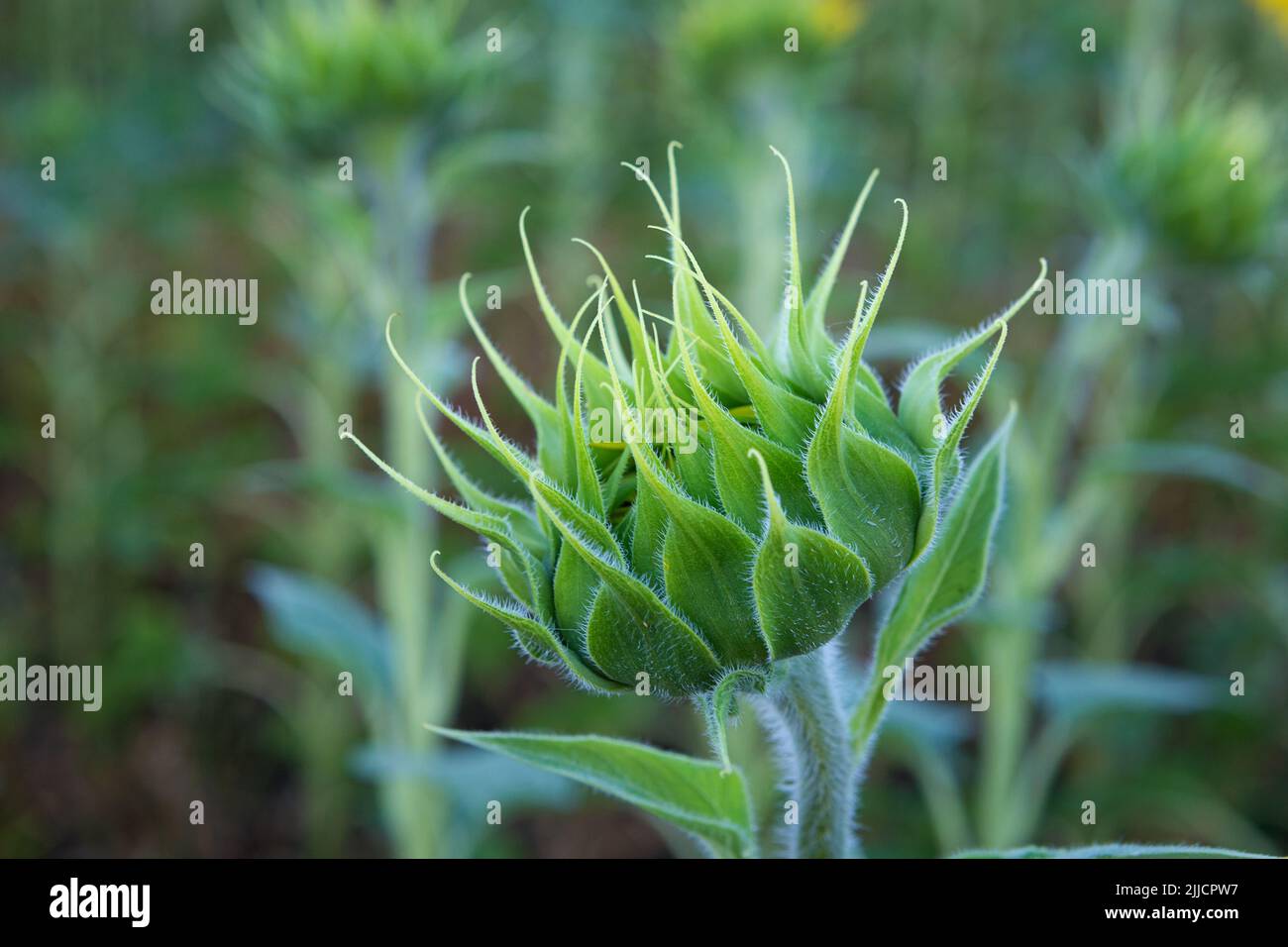 un grosso germoglio verde di girasole non aperto Foto Stock