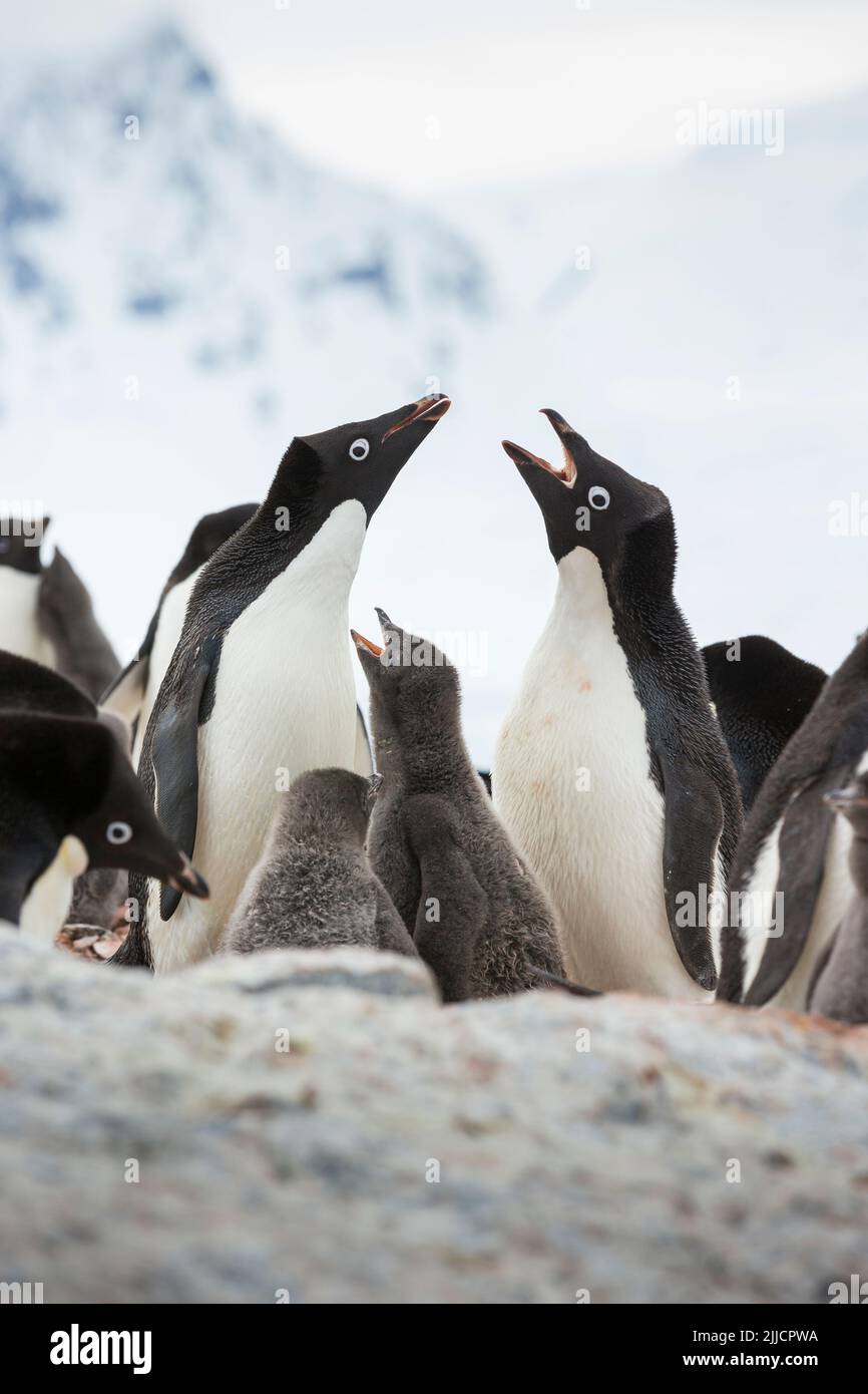 Adelie pinguino Pygoscelis adeliae, adulti e cazzo che chiamano tra colonia, Yalour Island, Antartide nel mese di gennaio. Foto Stock