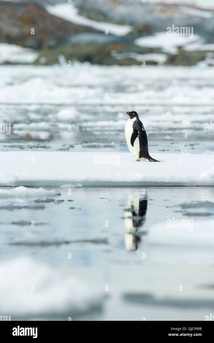Adelie pinguino Pygoscelis adeliae, adulto, in piedi su inuce floe, isola di Yalour, Antartide nel mese di gennaio. Foto Stock