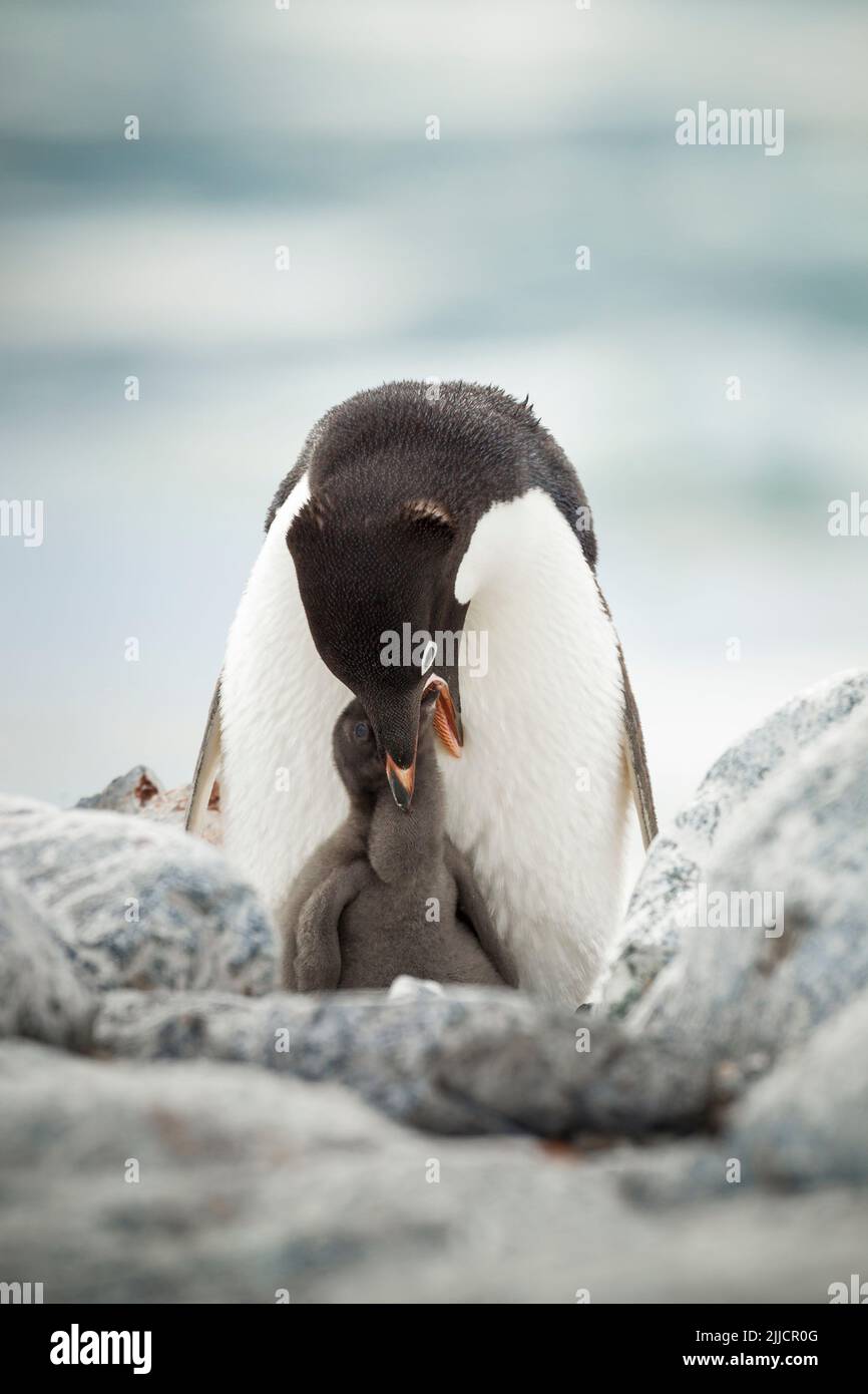 Adelie pinguino Pygoscelis adeliae, adulto che alimenta il pulcino giovane, isola di Yalour, Antartide in gennaio. Foto Stock