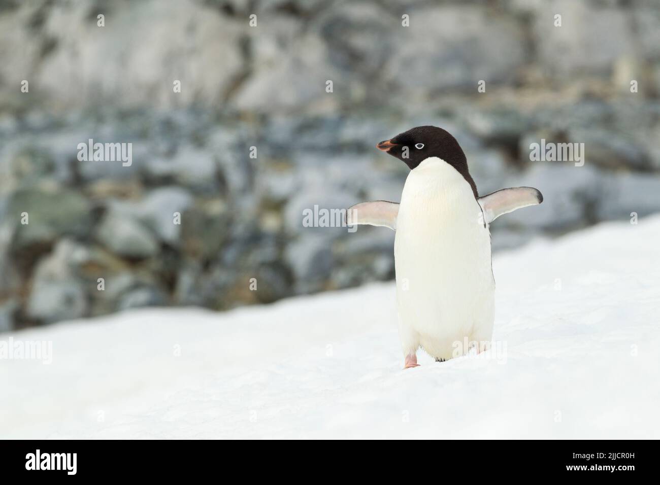 Adelie pinguino Pygoscelis adeliae, adulto, profilo in piedi sulla neve, isola di Yalour, Antartide in gennaio. Foto Stock