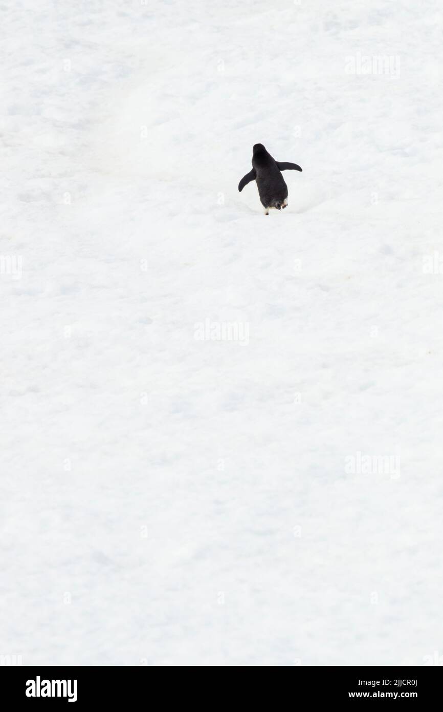 Adelie pinguino Pygoscelis adeliae, adulto, camminando lungo l'autostrada dei pinguini, isola di Yalour, Antartide in gennaio. Foto Stock