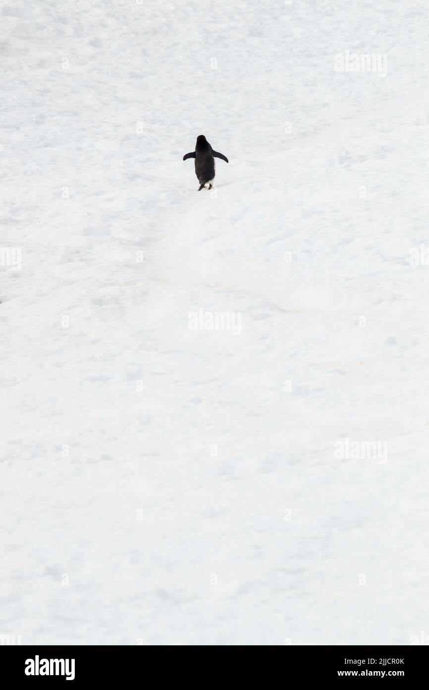 Adelie pinguino Pygoscelis adeliae, adulto, camminando lungo l'autostrada dei pinguini, isola di Yalour, Antartide in gennaio. Foto Stock