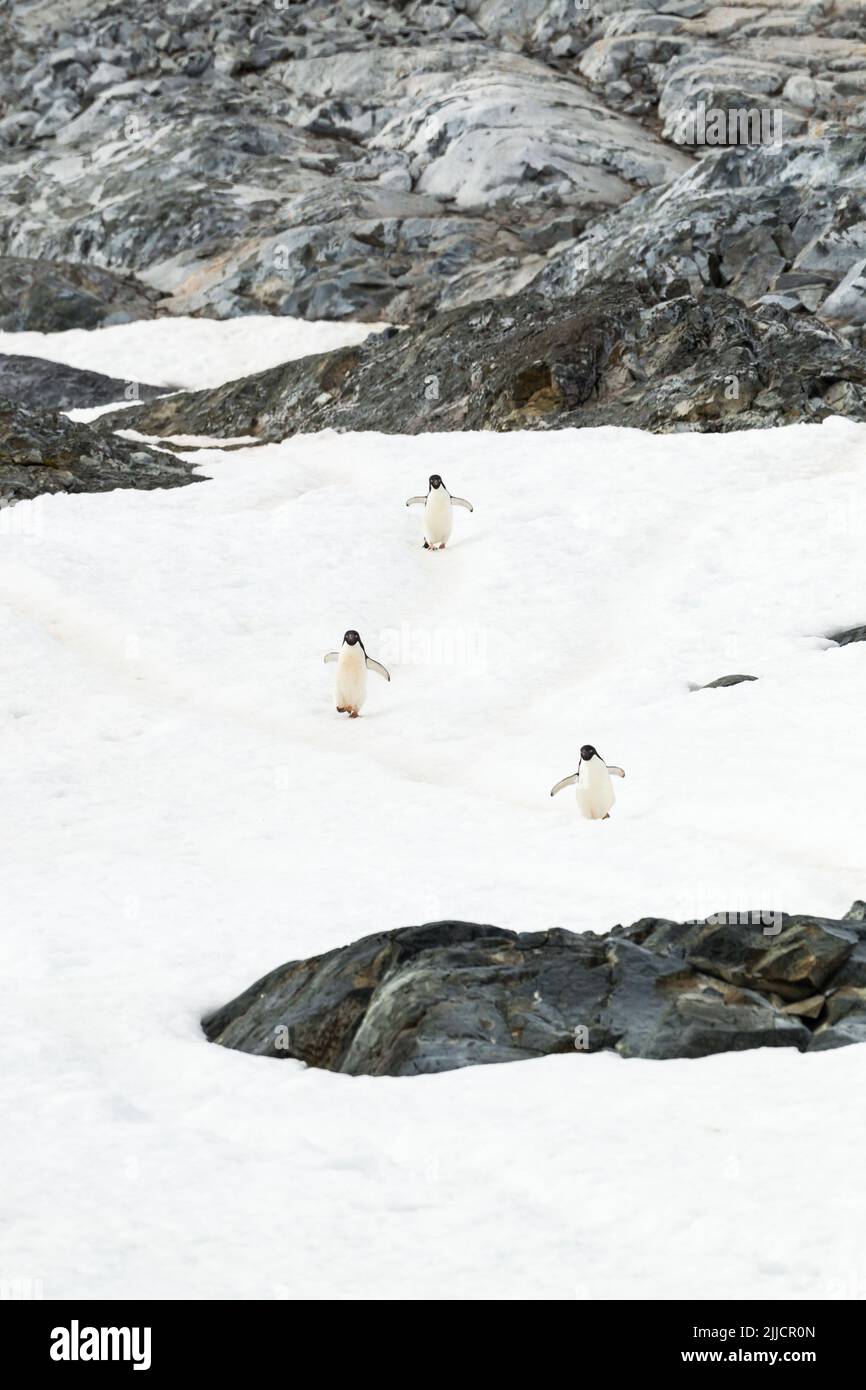 Adelie pinguino Pygoscelis adeliae, adulto, trio camminando lungo l'autostrada dei pinguini, isola di Yalour, Antartide in gennaio. Foto Stock