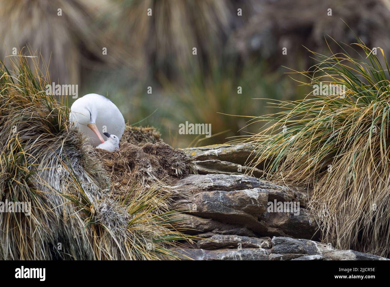 Albatross di colore marrone-nero Thalassarche melanophrys, adulto pulcino preening al sito Nest, New Island, Isole Falkland nel mese di dicembre. Foto Stock