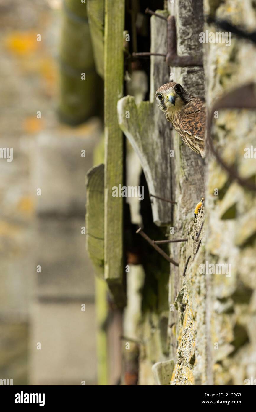 Comune gheppio Falco tinnunculus (prigioniero), femmina arroccato in rustica finestra di costruzione fattoria, Castello Caereinion, Galles, Regno Unito, maggio Foto Stock