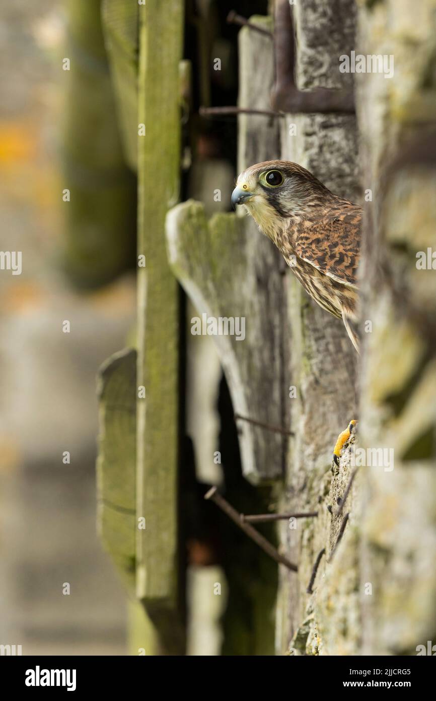 Comune gheppio Falco tinnunculus (prigioniero), femmina arroccato in rustica finestra di costruzione fattoria, Castello Caereinion, Galles, Regno Unito, maggio Foto Stock