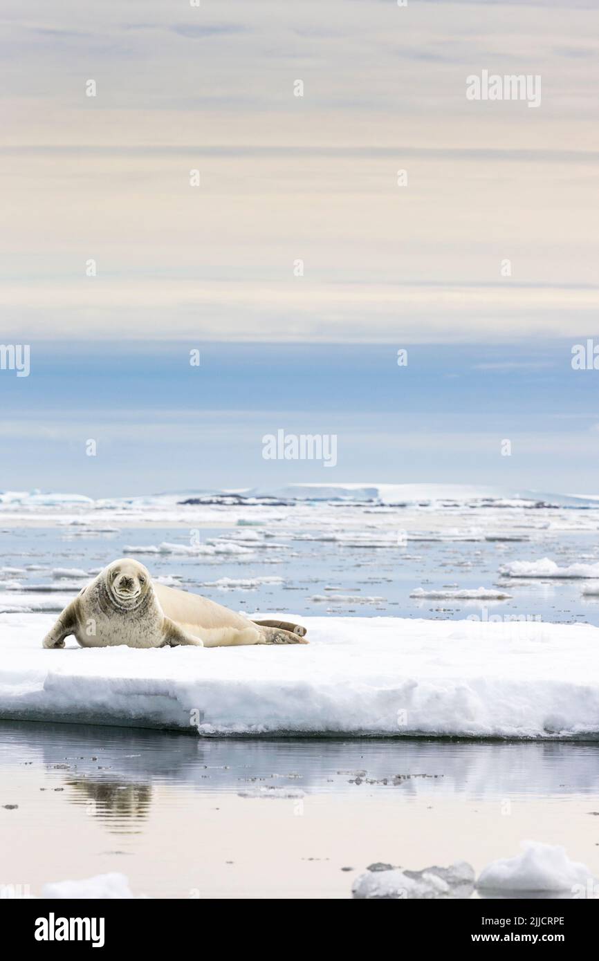 Guarnizione Crabeater Lobodon carcinophagus tirato fuori su ghiaccio floe, Isola Yalour, Antartide in gennaio. Foto Stock