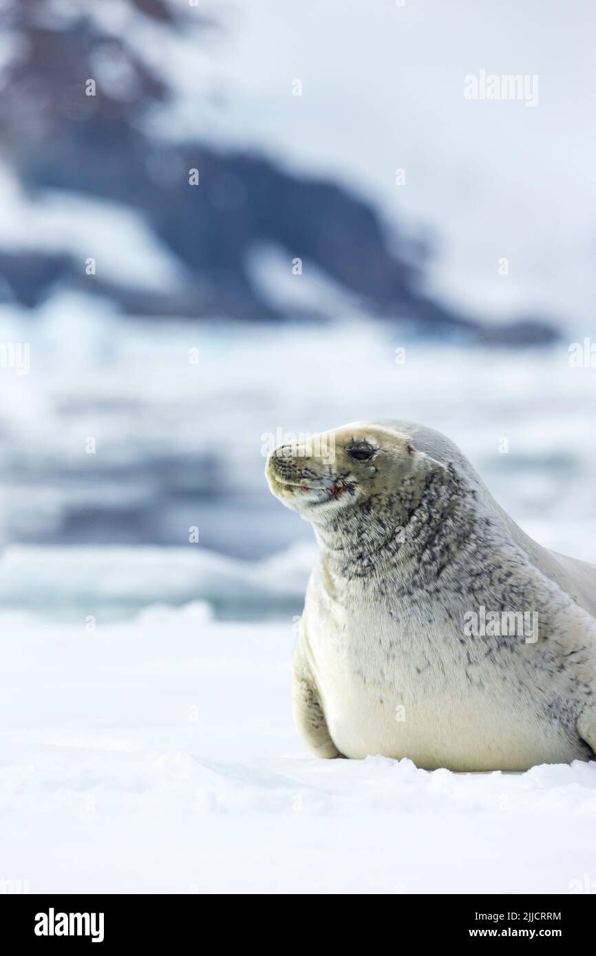 Guarnizione Crabeater Lobodon carcinophagus tirato fuori su ghiaccio floe, Isola Yalour, Antartide in gennaio. Foto Stock
