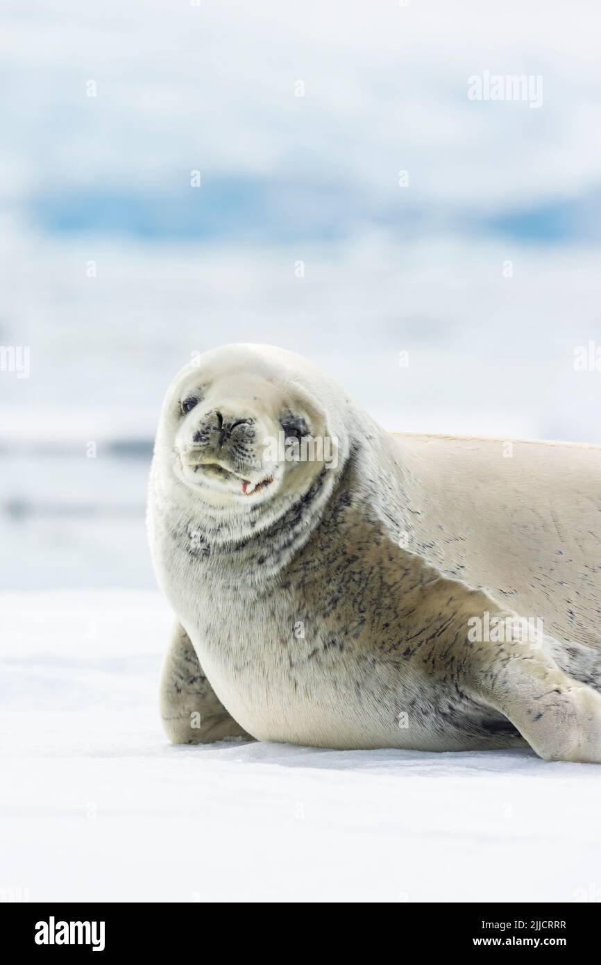 Guarnizione Crabeater Lobodon carcinophagus tirato fuori su ghiaccio floe, Isola Yalour, Antartide in gennaio. Foto Stock
