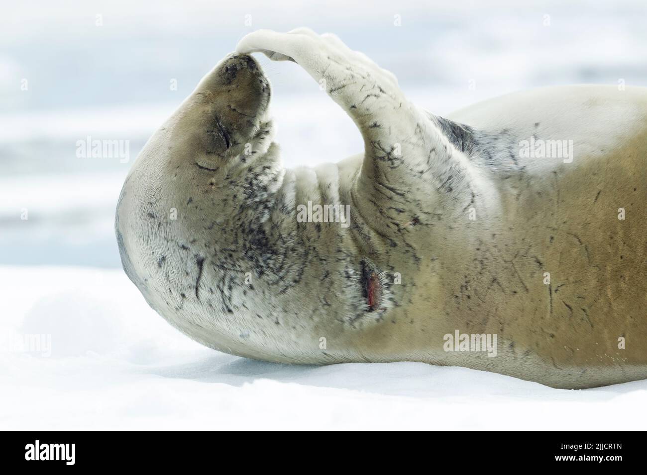 Guarnizione Crabeater Lobodon carcinophagus tirato fuori su ghiaccio floe, Isola Yalour, Antartide in gennaio. Foto Stock