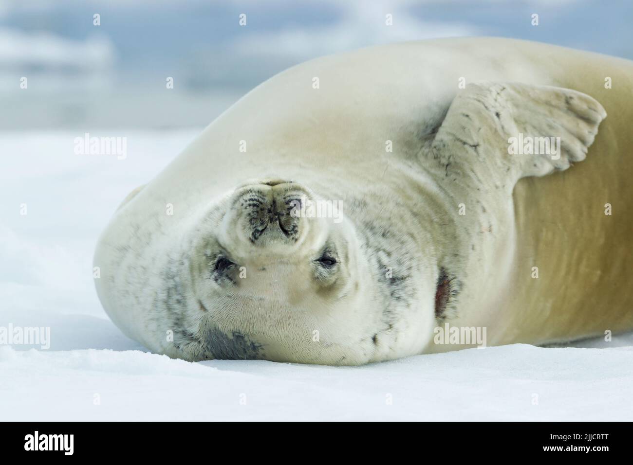 Guarnizione Crabeater Lobodon carcinophagus tirato fuori su ghiaccio floe, Isola Yalour, Antartide in gennaio. Foto Stock