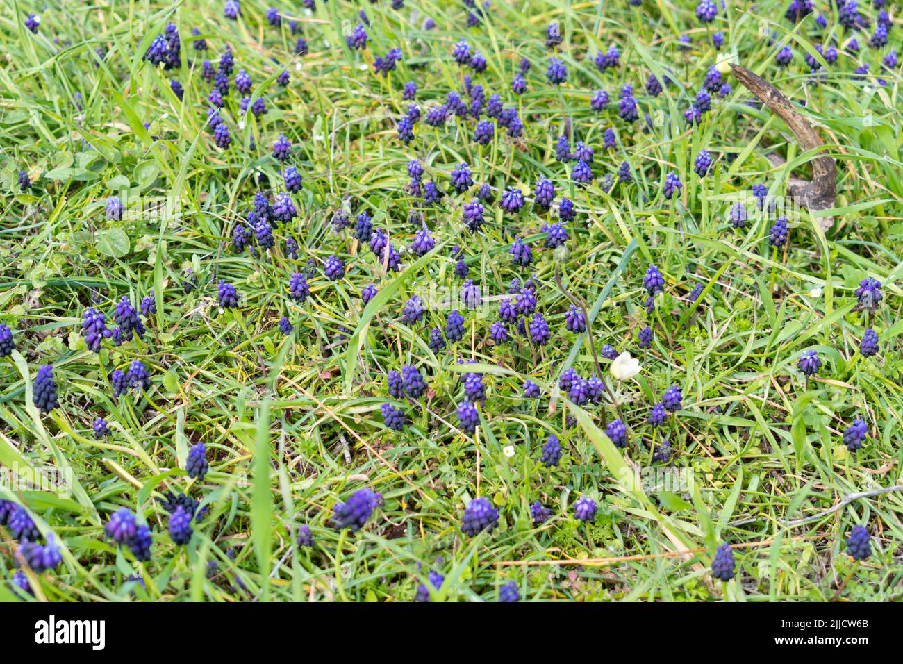 Muscari commutatum (Hyacinth dell'uva scura) fiori Foto Stock