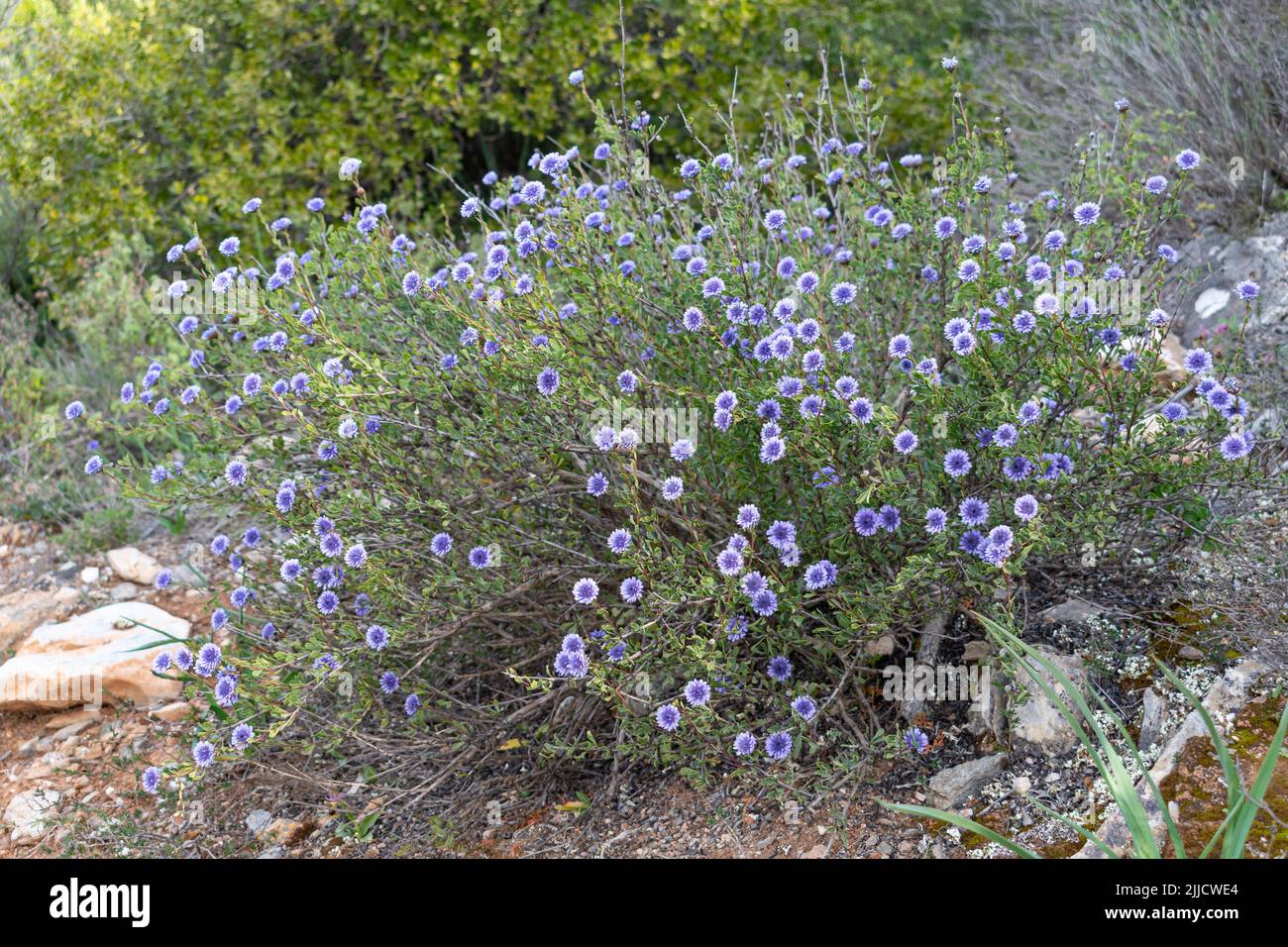 Globularia alypum fiori selvatici arbusto Foto Stock