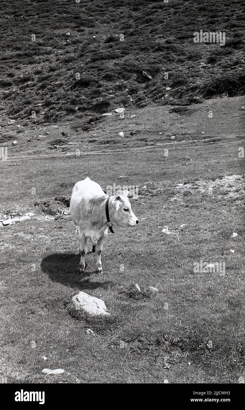 1970s, storica, mucca sul terreno di montagna a Gaisberg, Austria. Foto Stock