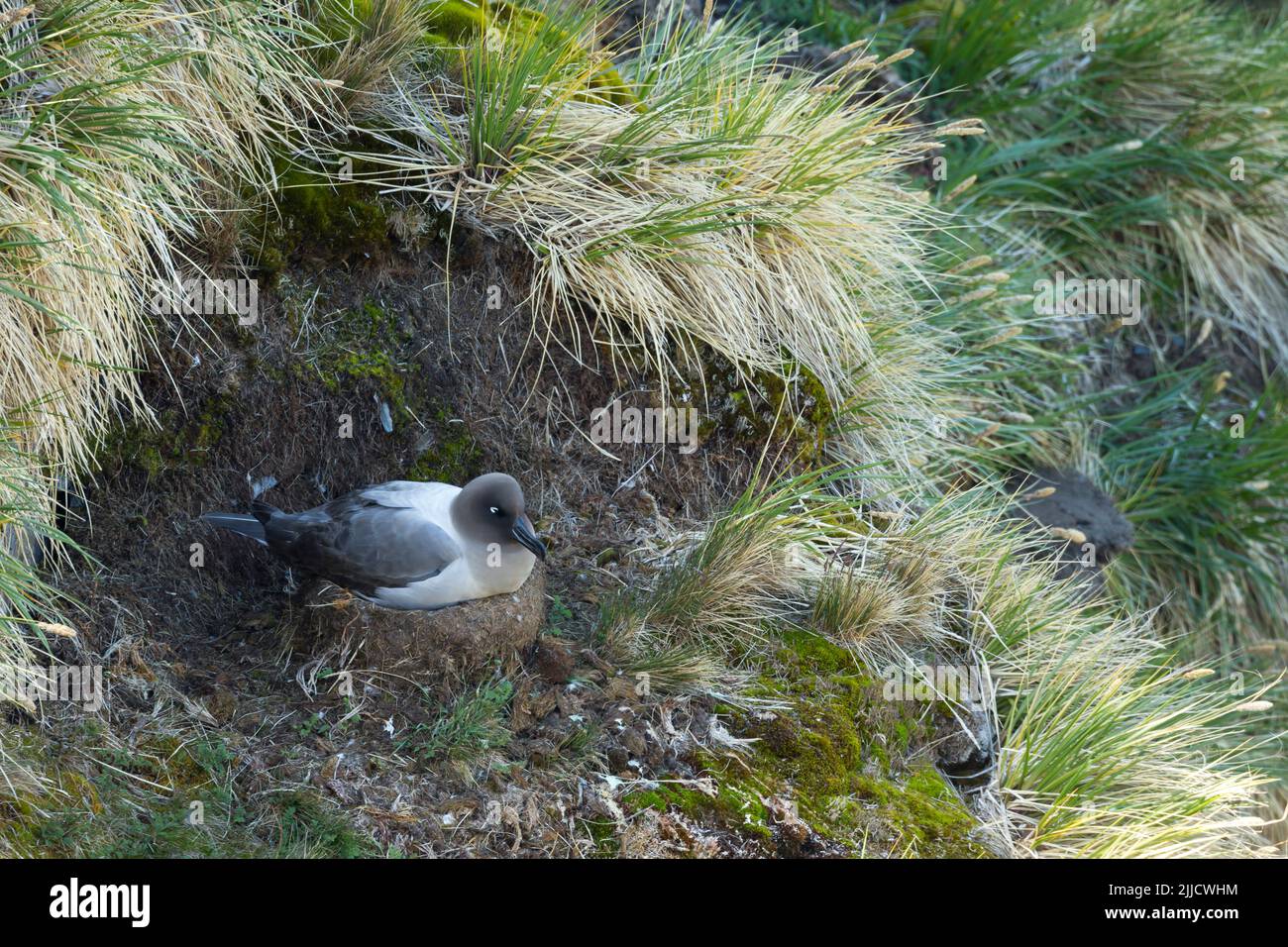 Albatross leggero-Manled Phoebetria palpebrata, adulto, incubando sul sito nido nella vegetazione scogliera, Gold Harbour, Georgia del Sud nel mese di gennaio. Foto Stock