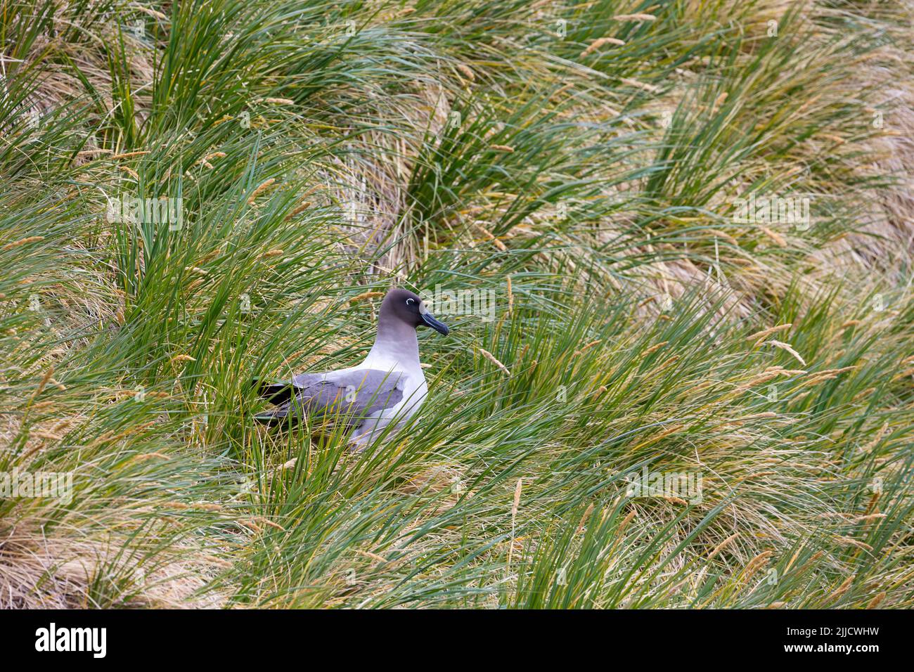 Albatross leggero-Manchiled Phoebetria palpebrata, adulto, arroccato tra la vegetazione scogliera, Gold Harbour, Georgia del Sud nel mese di gennaio. Foto Stock