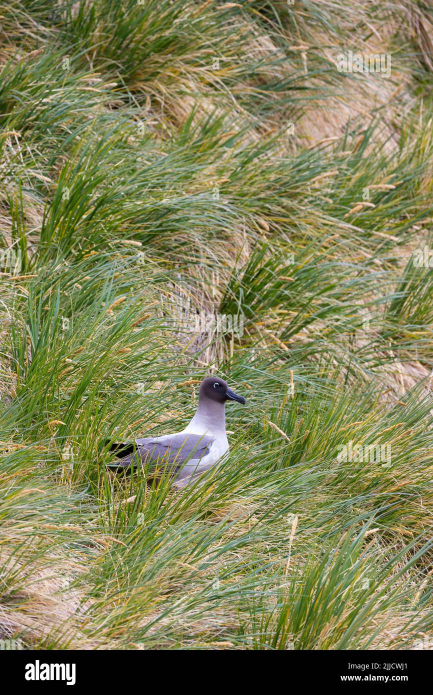 Albatross leggero-Manchiled Phoebetria palpebrata, adulto, arroccato tra la vegetazione scogliera, Gold Harbour, Georgia del Sud nel mese di gennaio. Foto Stock