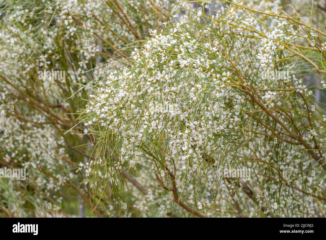 Scopa nuziale (Retama, Genista monosperma) cespuglio con fiori di whte Foto Stock