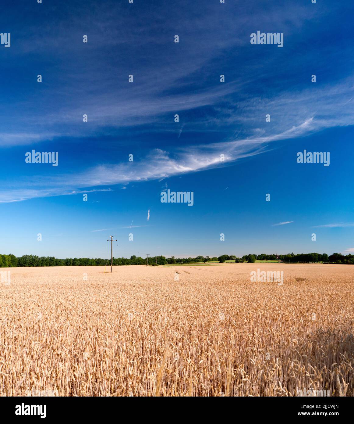 Ecco un campo di grano quasi maturo di Radley Collage, in attesa delle gare mercie della mietitrebbia. Un sentiero di legge comune divide il campo Foto Stock