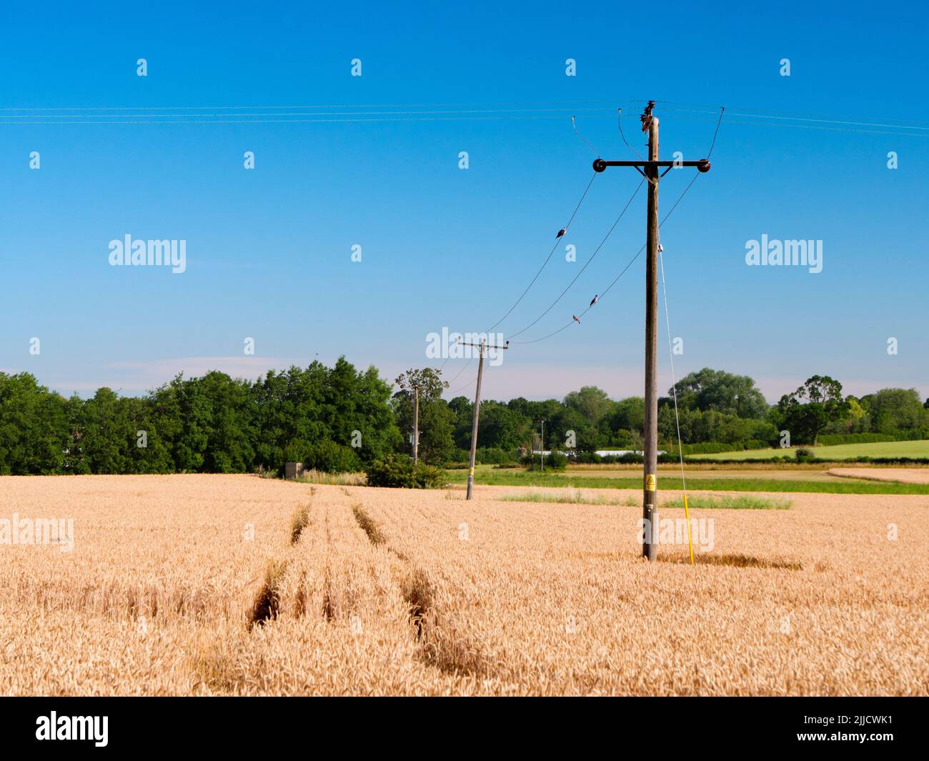 Ecco un campo di grano quasi maturo di Radley Collage, in attesa delle gare mercie della mietitrebbia. Un sentiero di legge comune divide il campo Foto Stock