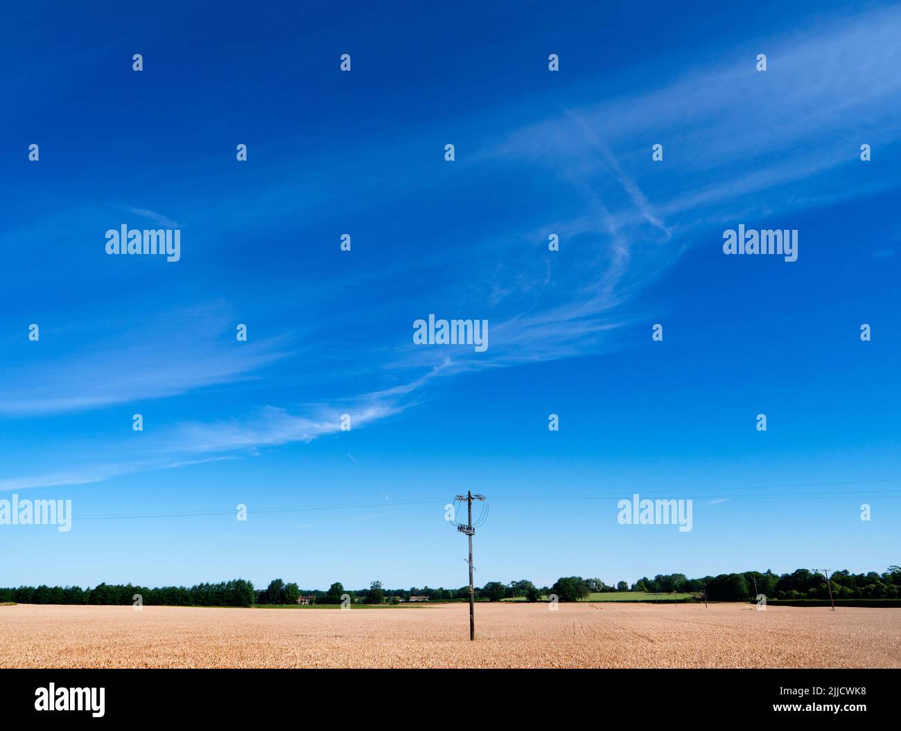 Ecco un campo di grano quasi maturo di Radley Collage, in attesa delle gare mercie della mietitrebbia. Un sentiero di legge comune divide il campo Foto Stock