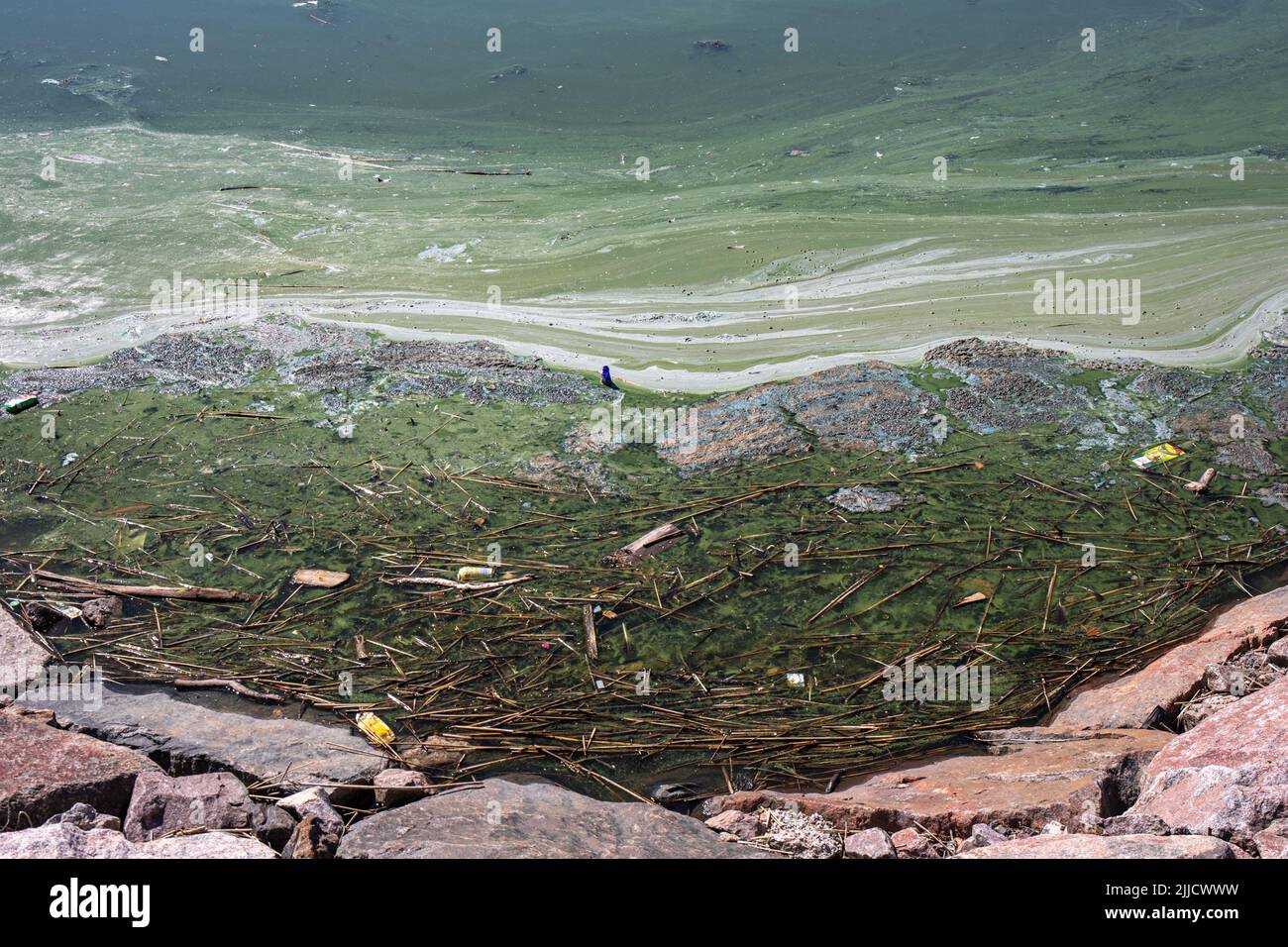 Le alghe blu-verdi fioriscono a Helsinki, Finlandia Foto Stock