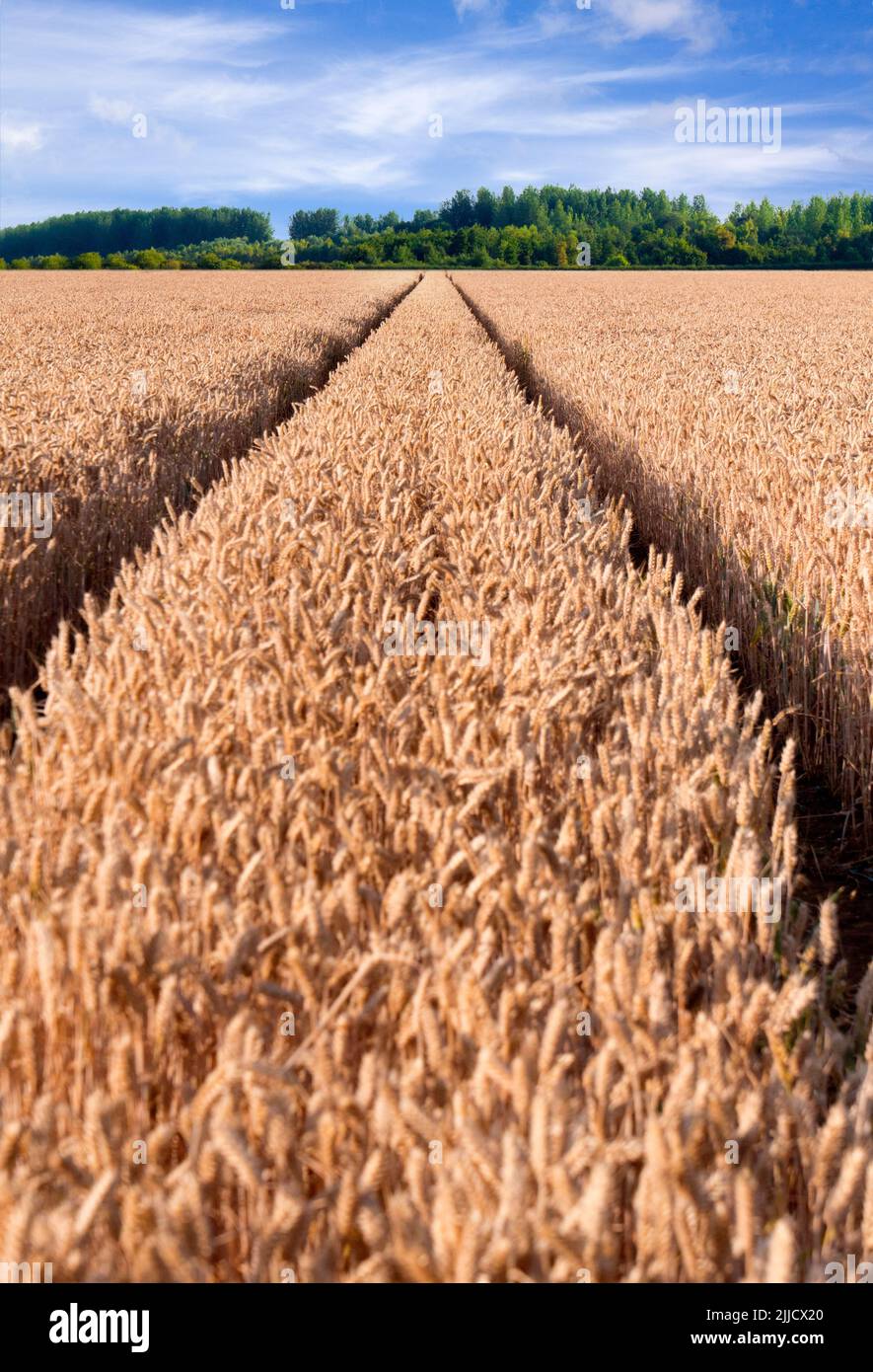 Qui si trova un campo di grano quasi maturo vicino al Tamigi vicino a Sandford Lock, in attesa delle gare mercies della mietitrebbia. Sentieri di diritto comune Foto Stock