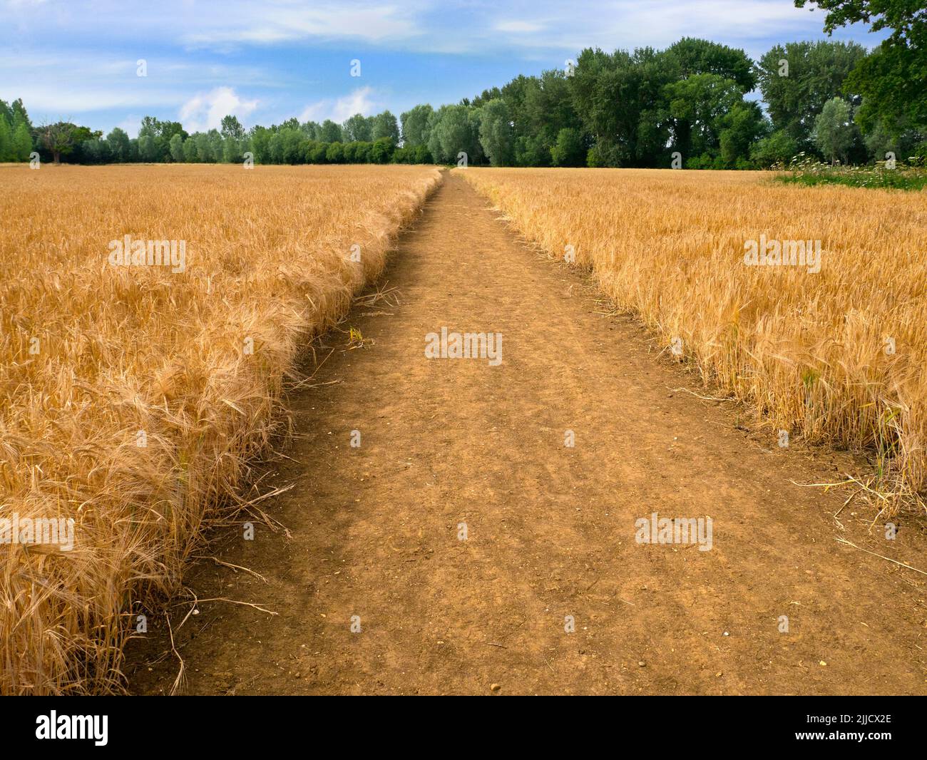Ecco un campo di grano quasi maturo di Radley Collage, in attesa delle gare mercie della mietitrebbia. Un sentiero di legge comune divide il campo Foto Stock