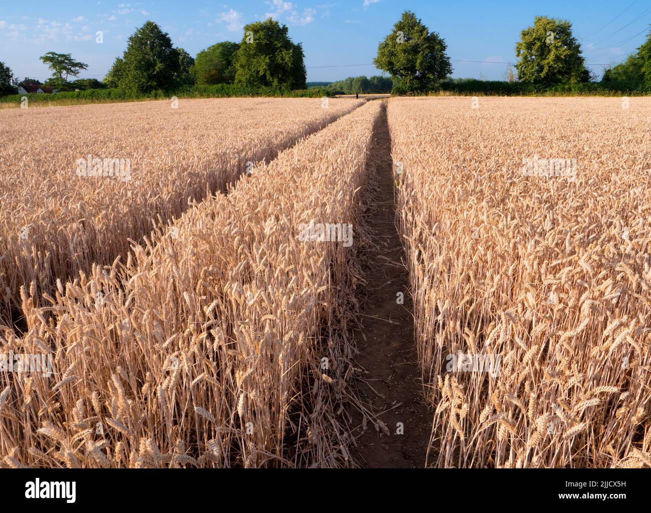 Qui si trova un campo di grano quasi maturo vicino al Tamigi vicino a Sandford Lock, in attesa delle gare mercies della mietitrebbia. Sentieri di diritto comune Foto Stock