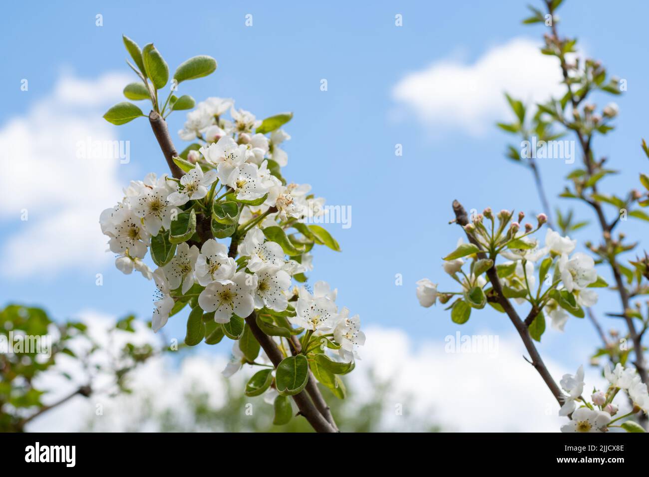 Pyrus communis, (Pear) ramo in piena fioritura Foto Stock