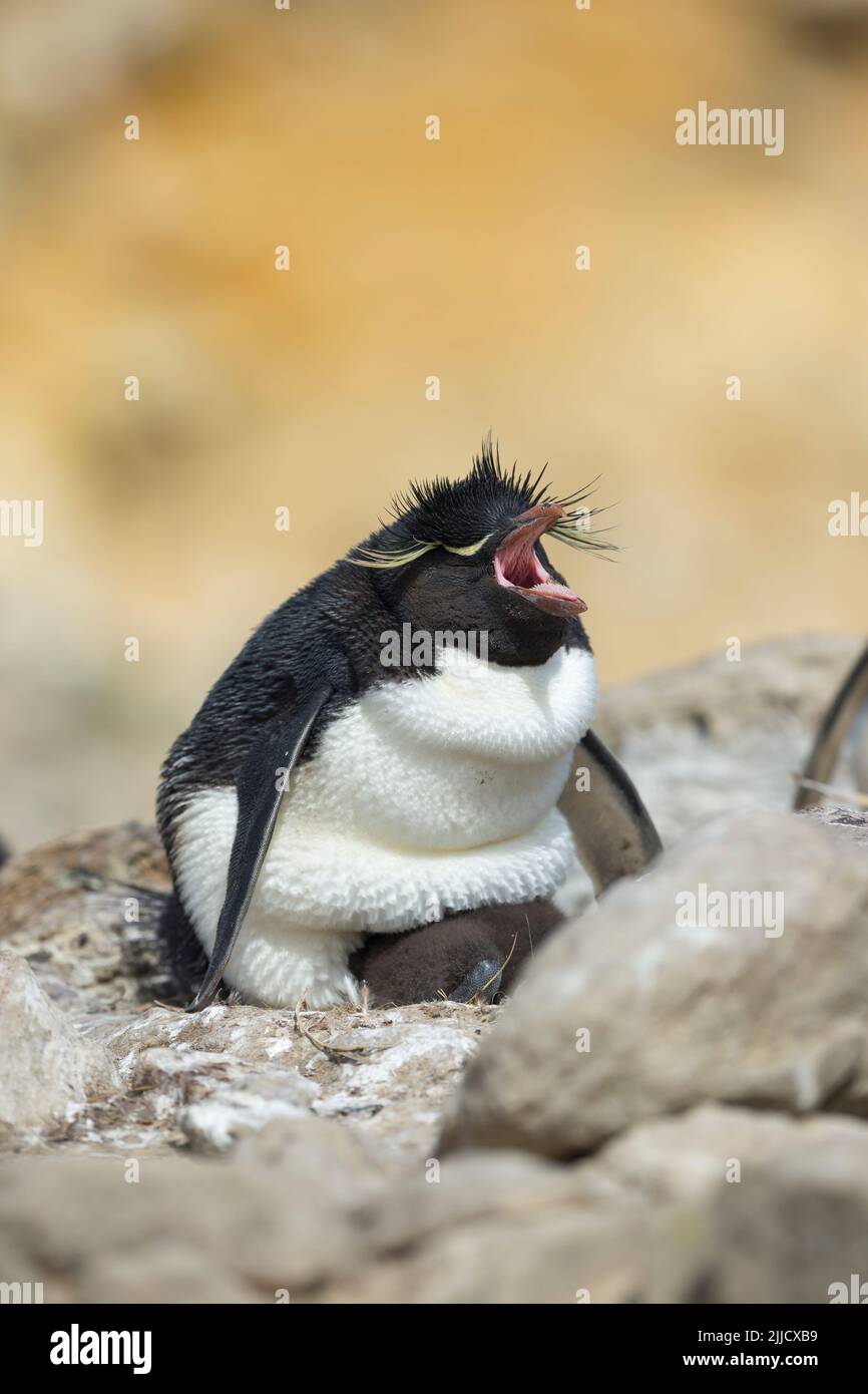 Pinguino del sud del rockhopper Eudyptes crisocome, adulto che incubava cazzo nel sito nido, New Island, Isole Falkland nel mese di dicembre. Foto Stock