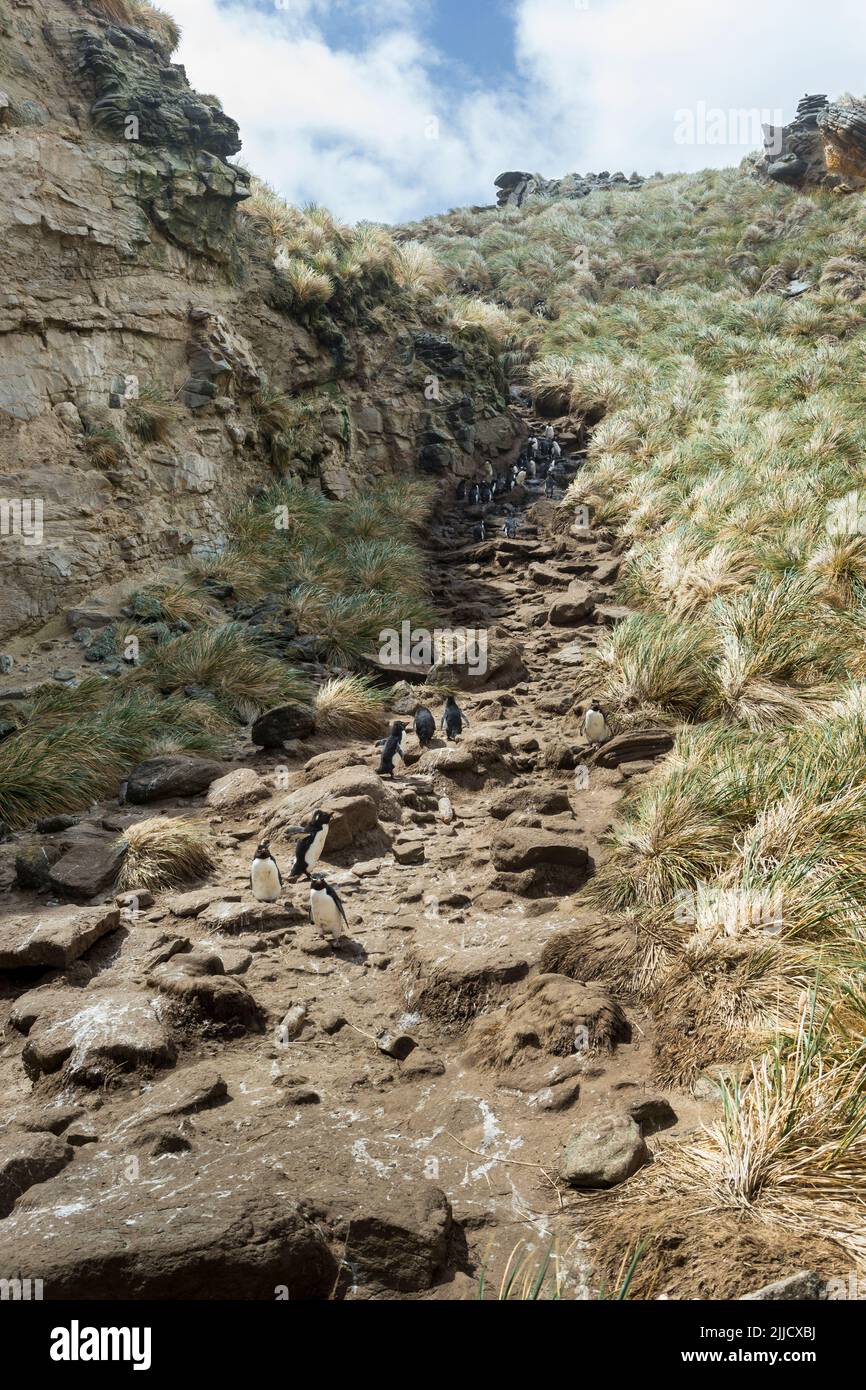 Il pinguino del sud del rockhopper Eudyptes crisocome, tornando alla colonia di allevamento lungo l'autostrada dei pinguini, New Island, Isole Falkland nel mese di dicembre. Foto Stock