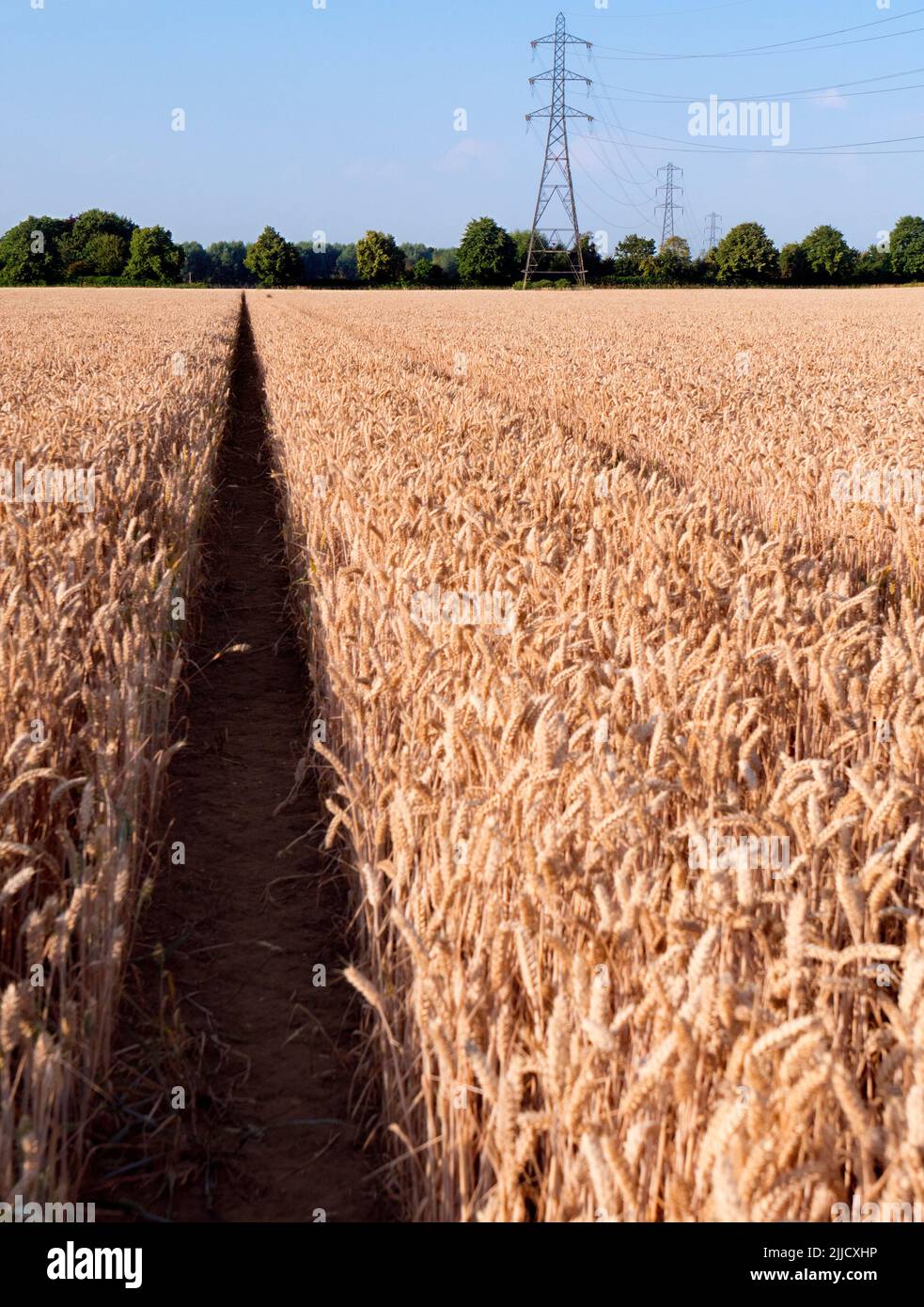 Amo i piloni elettrici; trovo le loro forme astratte e gaunt infinitamente affascinanti. Qui vediamo una linea di loro in un campo quasi maturo di grano da t Foto Stock