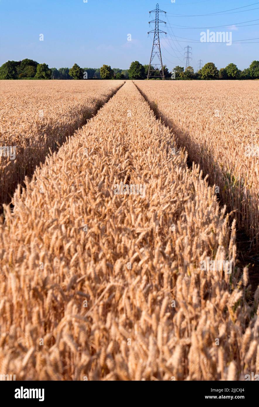 Amo i piloni elettrici; trovo le loro forme astratte e gaunt infinitamente affascinanti. Qui vediamo una linea di loro in un campo quasi maturo di grano da t Foto Stock