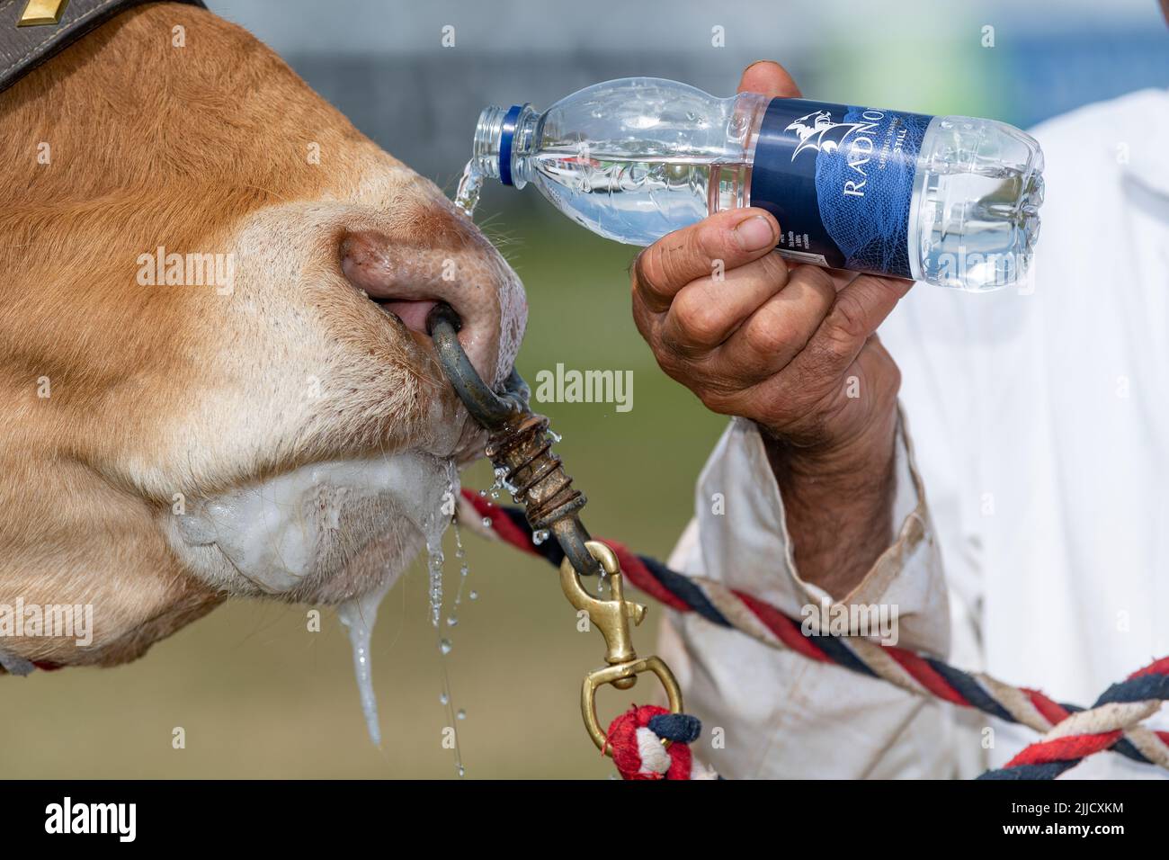 Coltivatore versando una bottiglia d'acqua su un naso di mucche ad uno spettacolo per rinfrescarla. Builth Wells, Galles. Foto Stock