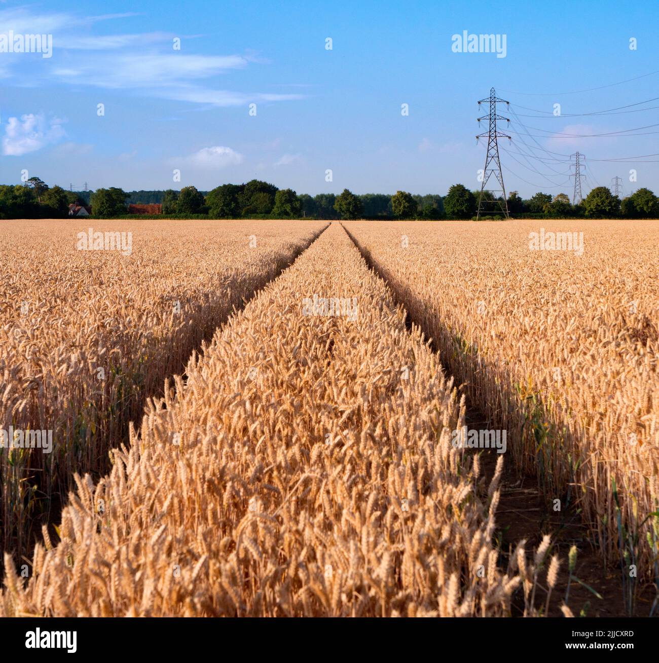 Amo i piloni elettrici; trovo le loro forme astratte e gaunt infinitamente affascinanti. Qui vediamo una linea di loro in un campo quasi maturo di grano da t Foto Stock