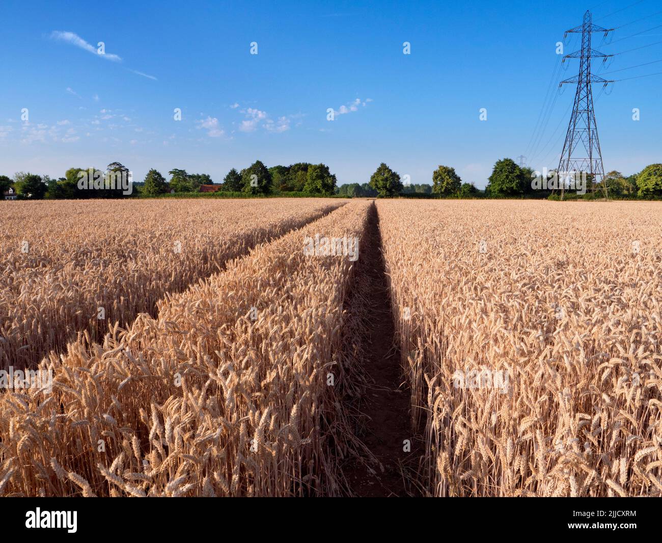 Amo i piloni elettrici; trovo le loro forme astratte e gaunt infinitamente affascinanti. Qui vediamo una linea di loro in un campo quasi maturo di grano da t Foto Stock