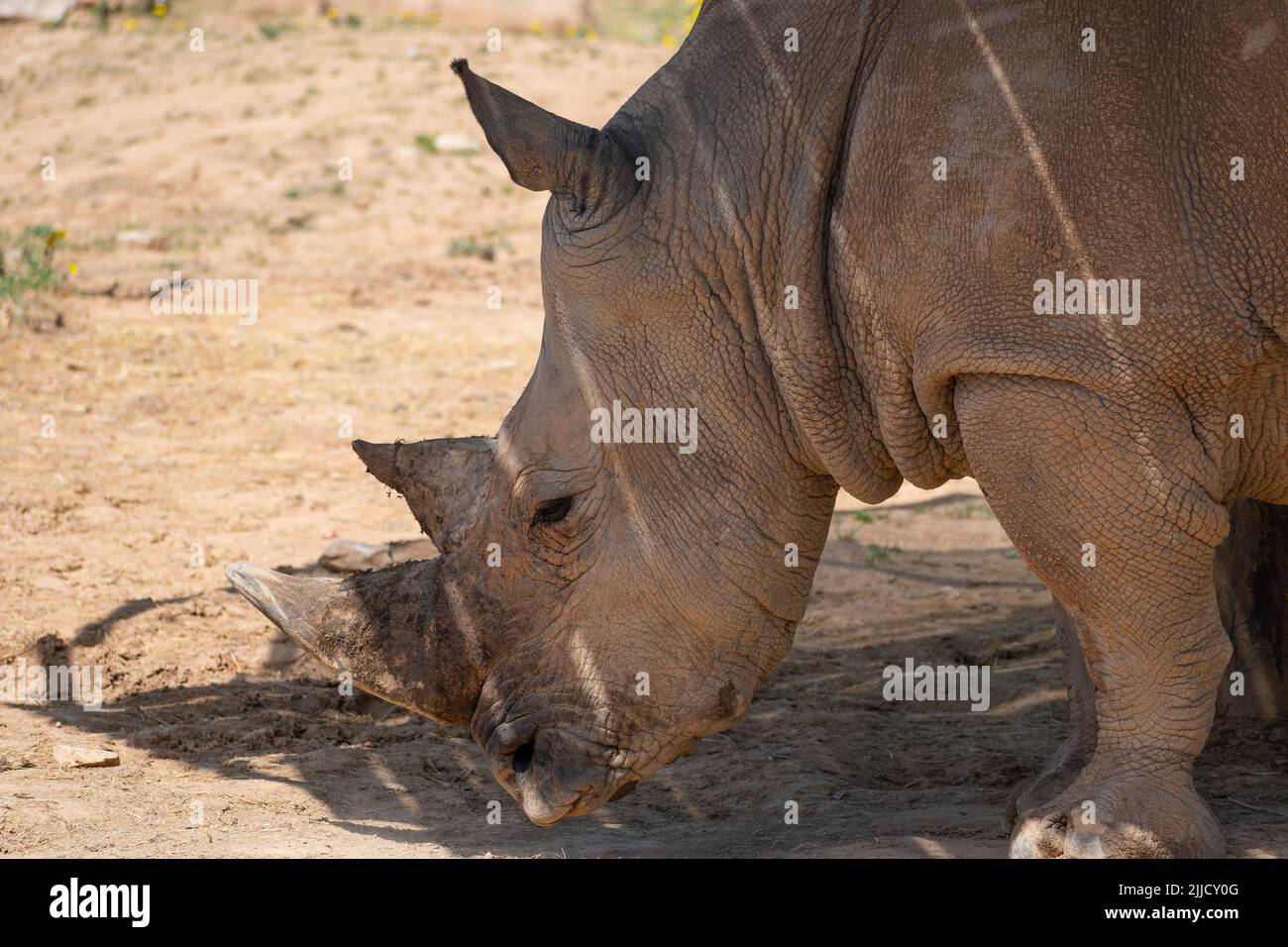 Rinoceronte bianco (Ceratotherium simum) ritratto da vicino Foto Stock