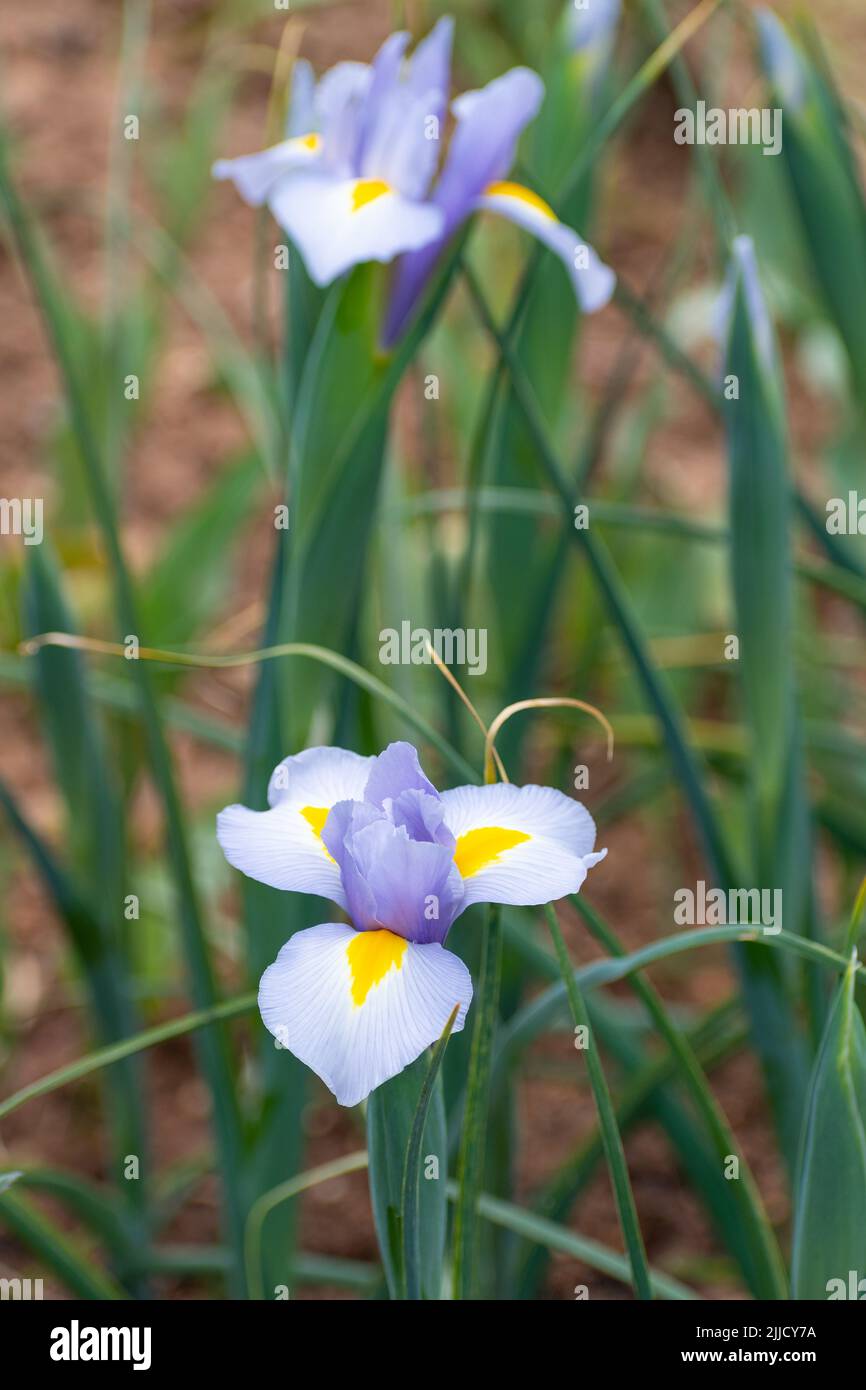 Fiori di iride olandese (Iris hollandica) Foto Stock