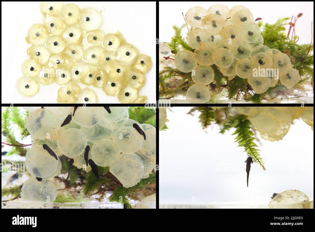 Collage del processo di cova delle uova di rana (da sinistra a destra): 3 giorni dopo la fecondazione; 5 giorni dopo la fecondazione; 7 giorni dopo la fecondazione, fuori dalla ce Foto Stock