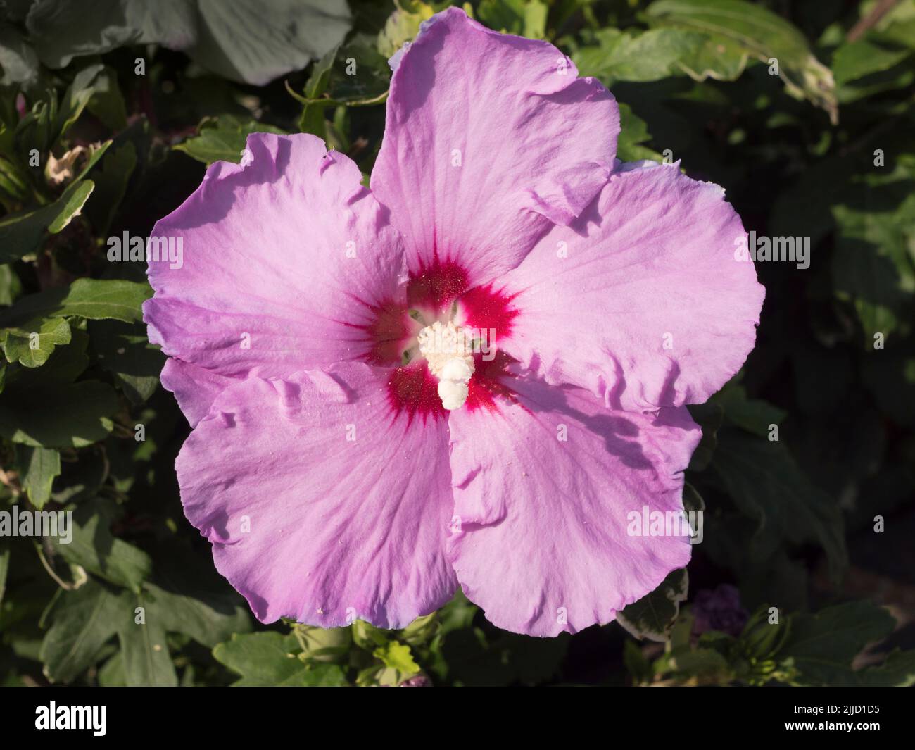 Questa bella rosa viola mallà mette in mostra un bel spettacolo ogni anno nel nostro giardino. La zomba di rose (Hibiscus moscheutos) è una grande rela, a rapida crescita, fredda e dura Foto Stock