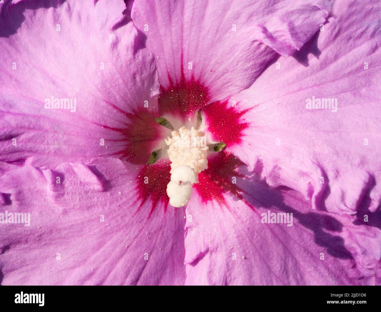 Questa bella rosa viola mallà mette in mostra un bel spettacolo ogni anno nel nostro giardino. La zomba di rose (Hibiscus moscheutos) è una grande rela, a rapida crescita, fredda e dura Foto Stock