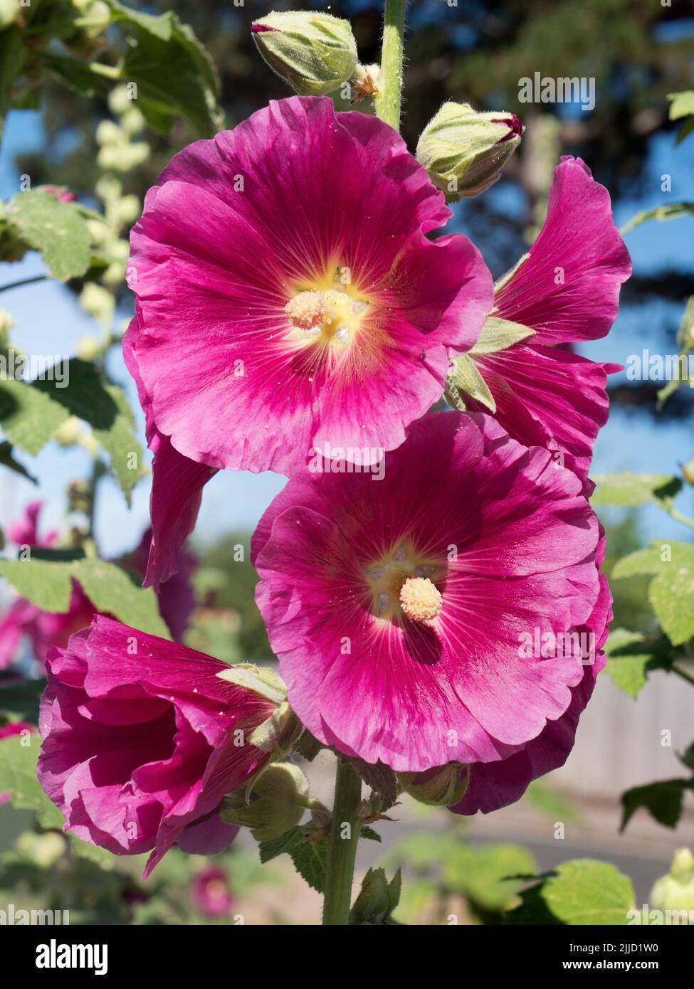Questo raffinato scarlatto Rose Mallow mette in mostra ogni anno nel nostro giardino. La muta di rosa (Hibiscus moscheutos) è un grande, grel duro freddo, a rapida crescita Foto Stock