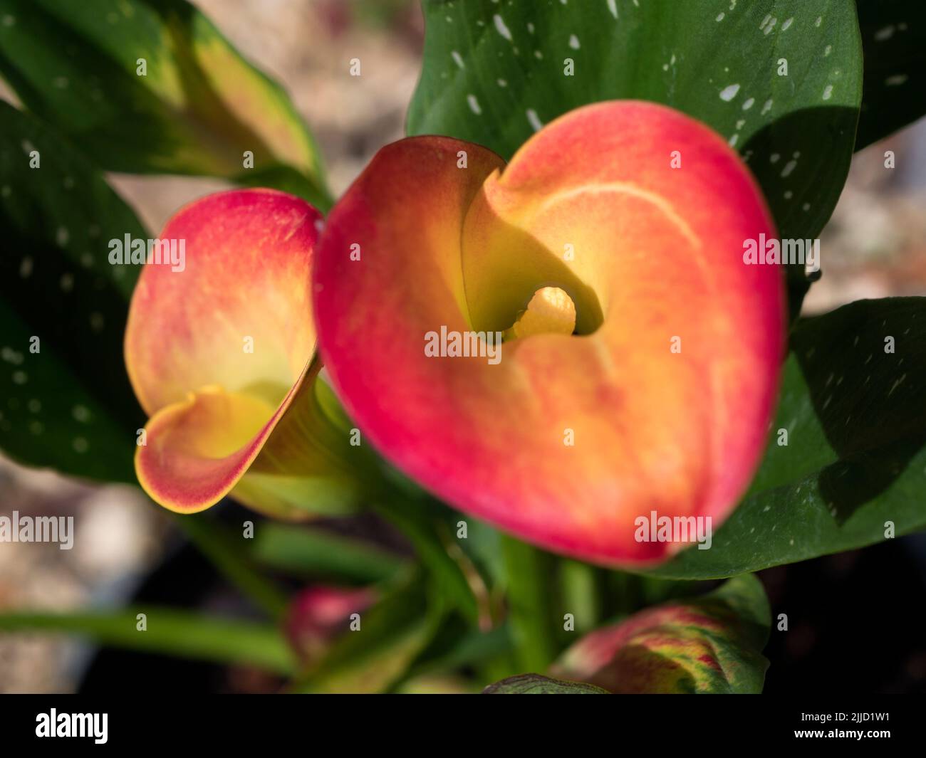 Calla Lily (arum di bog, calla di palude, calla selvaggia, artiglio di squaw, e acqua-arum favori di bog, paludi, stagni e luoghi umidi; è regioni temperate native o Foto Stock