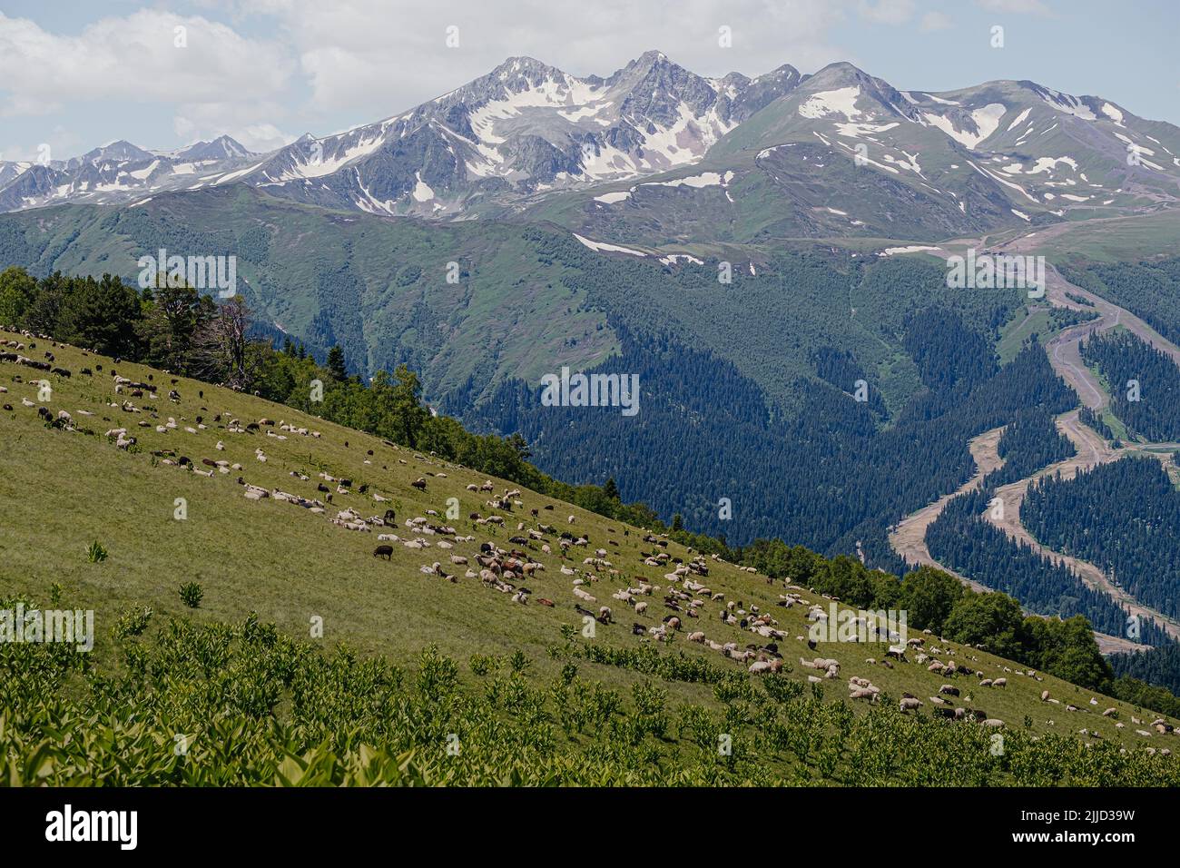 gregge di pecore che pascola in montagna Foto Stock