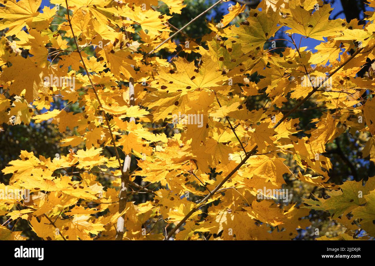 Foglie di acero in autunno. Vista ravvicinata delle foglie gialle autunnali Foto Stock