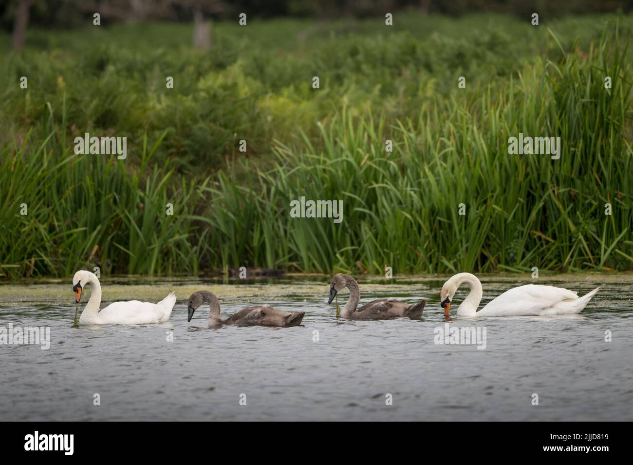 Mute cigni che mostrano i loro cigneti come trovare cibo Foto Stock