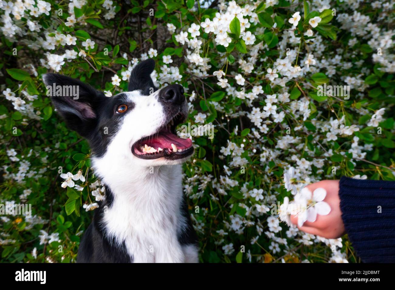 Un cane felice in fiori. L'animale è sorridente, un allegro cane collie di confine sorride in una fioritura di ciliegi Foto Stock